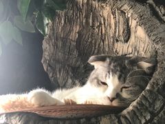 -猫猫幼稚园·撸猫·桌游·电玩