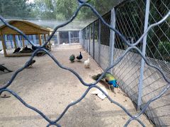 -长白岛森林公园