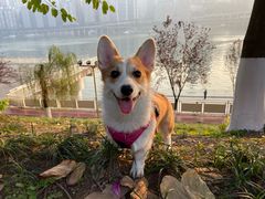 -重庆市江北嘴中央商务区中央公园