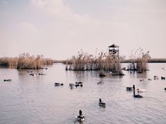 -盐城丹顶鹤湿地生态旅游区