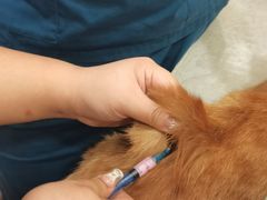 -萌兽医馆·犬猫专科·眼科中心·宠物医院(朝阳门分院)