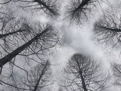 -东平国家森林公园