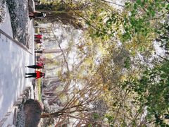 -瑞丽独树成林风景区