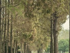 -合肥滨湖国家森林公园