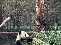 -都江堰中华大熊猫苑