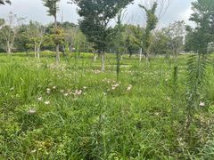 -白鹭湾湿地公园