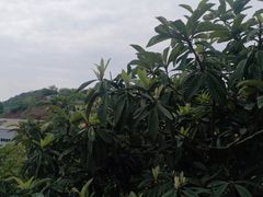 -桃源山庄·烤全羊·柴火鸡·烧烤团建(龙泉山店)