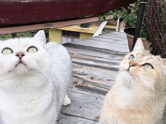 -喵屿·大理花园猫咖