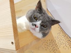 -滚猫咖啡·猫咖·猫友好撸猫(未来城店)