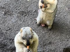 -常州淹城野生动物世界