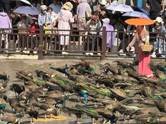 -西双版纳原始森林公园