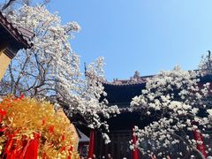 -灵谷景区
