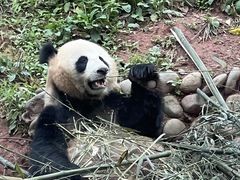 -中国大熊猫保护研究中心雅安碧峰峡基地