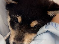 -汪喵宠物医院·骨科心脏影像·犬猫急重症ICU诊疗中心(成华分院)