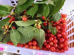 -樱桃山旅游景区