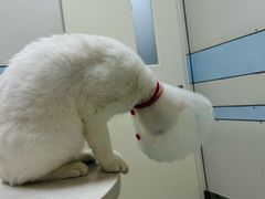 -中农国际动物医院24小时·猫科·骨科·急重症中心