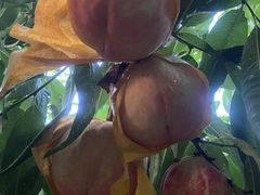 -老袁家蜜桃农场·阳山水蜜桃