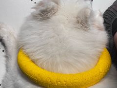 -毛绒耶耶撸宠馆·猫咖·狗咖·荷兰猪咖