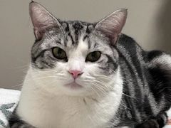 -欣宠猫屋·矮脚拿破仑·蓝金金渐层