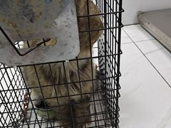 -乖乖宠物医院·猫科·急重症中心(车站北路分院)
