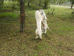 -上海野生动物园老虎餐厅