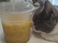 -飞行喵MR PILOT|猫舍·猫咖(静安大融城店)