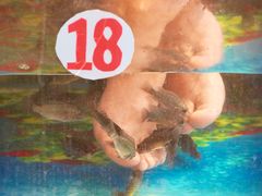 -泰国鱼疗足疗馆