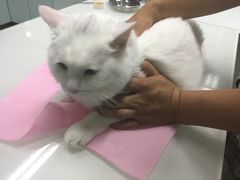 -北京观赏动物医院·24小时大型综合·猫专科·异宠专科