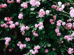 -广富林郊野公园