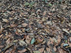 -凤栖山