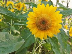 -艾溪湖湿地公园