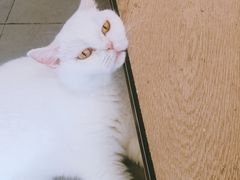 -CAT’S MEWSTAR CAFE·喵星球猫屋(晴湾咖啡店)