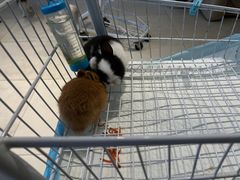 -怪兽屋·羊驼·猫咖·狗咖(俊华广场店)