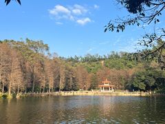 -深圳仙湖植物园