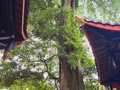 -峨眉山报国寺