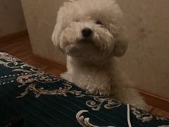 -贝利宠物医院·骨科·眼科·肿瘤转诊中心(南坪诊疗中心)
