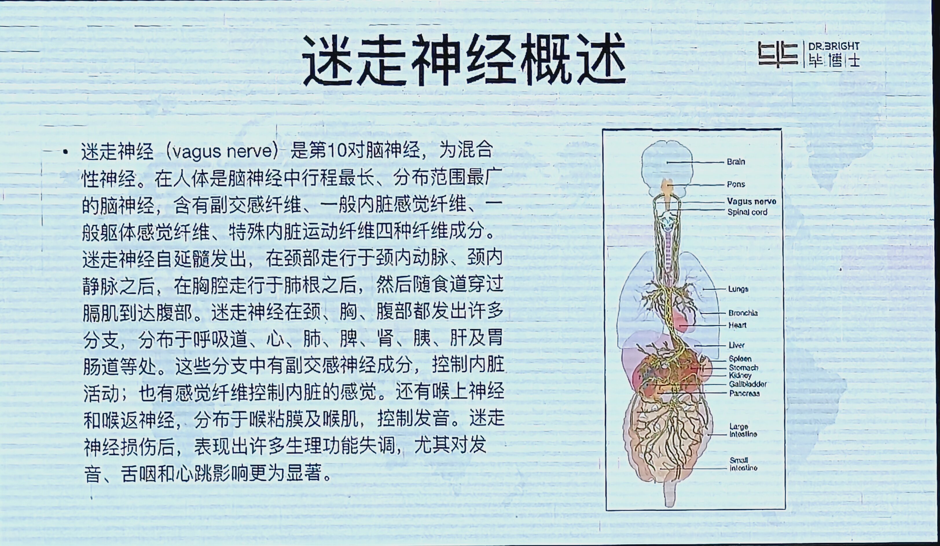 正中神经走行图片