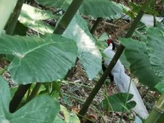 -福建鲤鱼洲酒店