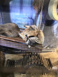 -酷嗒动物文化乐园(cutezoo西溪乐天城店)