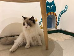 -藏猫猫咖啡主题馆(中央大道店)