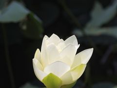 -顾村公园