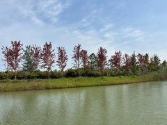 -泗洪洪泽湖湿地景区