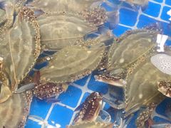 -四海蒸鲜蒸汽海鲜自助(北戴河店)