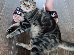 -安安宠医宠物医院·异宠·犬猫内科(岳阳分院)