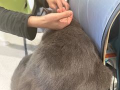 -艾吉宠物医院·疑难杂症转诊中心·猫友好(碧江路院)