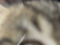 -御宝贝24h宠物医院·转诊中心·CT核磁血透中心(厦门总院)