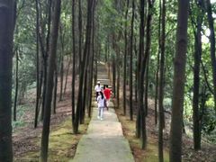 -广州市帽峰山景区