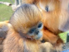 -大连森林动物园