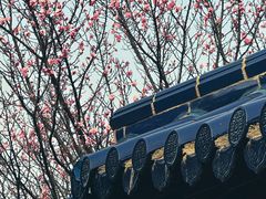 -梅花山(明孝陵内)