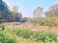 -花开海上生态园